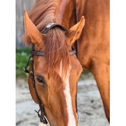 Trense T de T Essentiel mit Stirnriemen Trense T de T Essentiel mit Stirnriemen