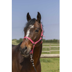 Halfter Norton Grooming Altrosa