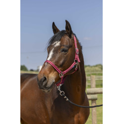 Halfter Norton Grooming Bordeaux