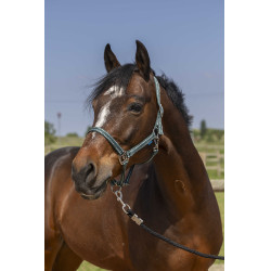 Halfter Norton Grooming Dunkelgrün Gr&uuml;n