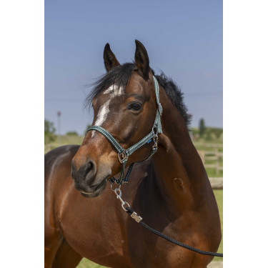 Halfter Norton Grooming Dunkelgrün Gr&uuml;n