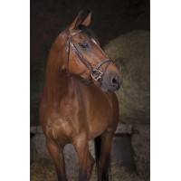 Bridon Norton Pro Kombiniert Havanna Braun