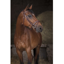 Bridon Norton Pro Kombiniert Havanna Braun