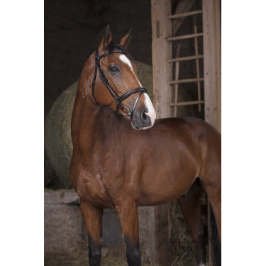 Bridon Norton Pro Kombiniert Schwarz Bridon Norton Pro Kombiniert Schwarz