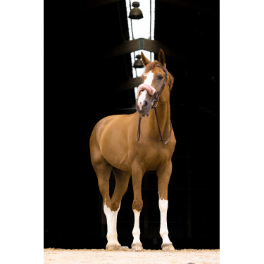 Nasenschoner Equithème Teddy Roségold Nasenschoner Equithème Teddy Roségold