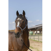 Norton Nylon Soft Halfter Marineblau