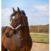 Halfter Equithème Nylon Check Schwarz / Braun