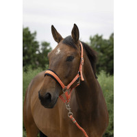 Halfter + Führstrick Norton Large Blau