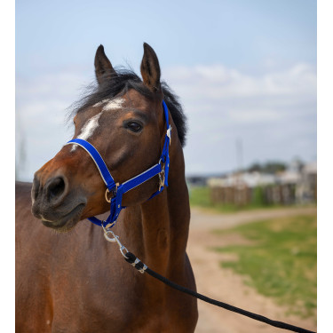 Halfter Equithème Nylon Light Königsblau