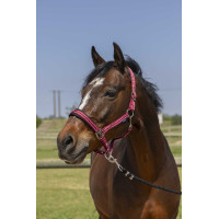 Halfter Norton 4lines Bordeaux