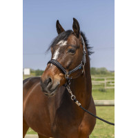 Halfter Norton 4lines Schwarz