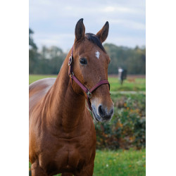 Nylonhalfter Spring Equithème Bordeaux Nylonhalfter Spring Equithème Bordeaux