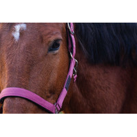 Nylonhalfter Spring Equithème Dunkelgrün Grün Nylonhalfter Spring Equithème Dunkelgrün Grün