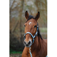 Nylonhalfter Spring Equithème Türkis Blau