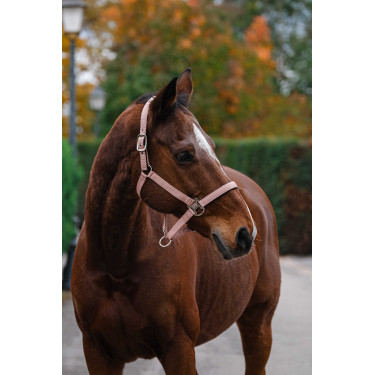 Nylonhalfter Spring Equithème Hellrosa Nylonhalfter Spring Equithème Hellrosa