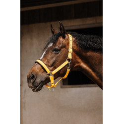 Nylonhalfter Equithème Jacquard Gold