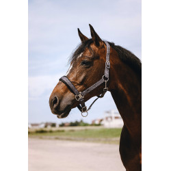 Nylonhalfter Equithème Jacquard Grau