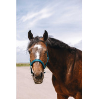 Nylonhalfter Equithème Jacquard Entenblau