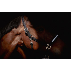 Halfter Pénélope Harmonie