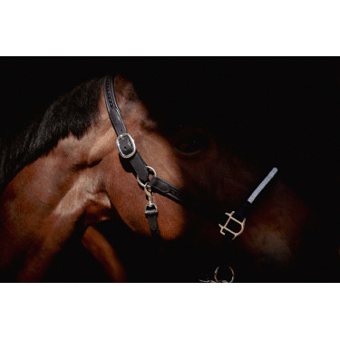 Halfter Pénélope Harmonie