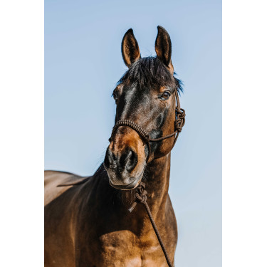 Ethologisches Halfter + Führstrick Norton Deco