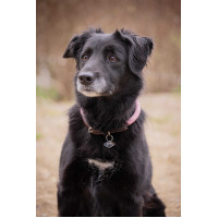 Halsband für Hunde Penelope Billie Rose / Lurex Rosa