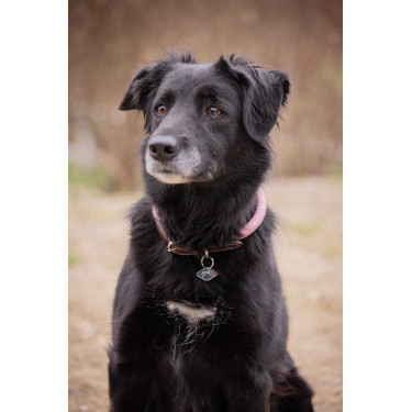 Halsband für Hunde Penelope Billie