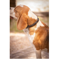 Halsband für Hunde Penelope Billie Schwarz / Lurex