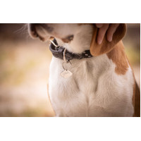 Halsband für Hunde Penelope Billie Rose / Lurex Rosa