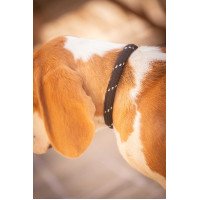 Halsband für Hunde Penelope Billie Schwarz / Lurex