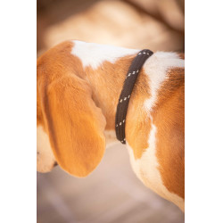 Halsband für Hunde Penelope Billie
