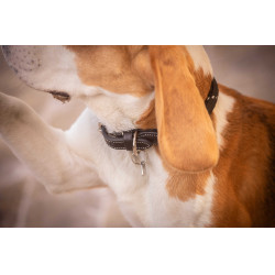 Halsband für Hunde Penelope Billie