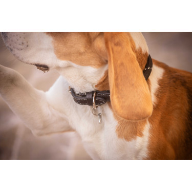 Halsband für Hunde Penelope Billie