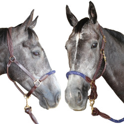Canter Strickhalfter Canter Strickhalfter