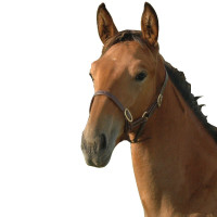 Fohlenhalfter Chetak