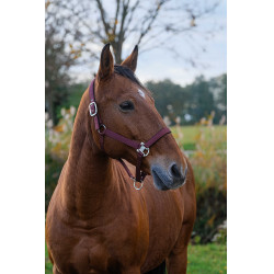 Nylonhalfter Spring Equithème Bordeaux Nylonhalfter Spring Equithème Bordeaux