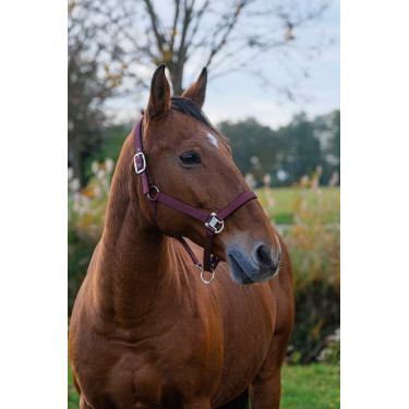 Nylonhalfter Spring Equithème Bordeaux Nylonhalfter Spring Equithème Bordeaux