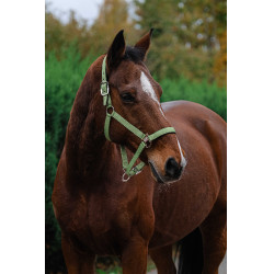 Nylonhalfter Spring Equithème Hellgrün Grün Nylonhalfter Spring Equithème Hellgrün Grün