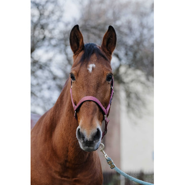 Nylonhalfter Spring Equithème Pink Rosa