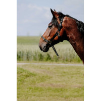 Erzieherisches Norton-Halfter Schwarz