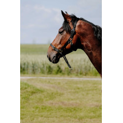 Erzieherisches Norton-Halfter Erzieherisches Norton-Halfter