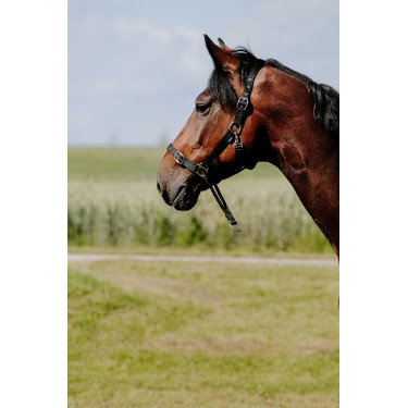 Erzieherisches Norton-Halfter Erzieherisches Norton-Halfter