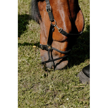 Erzieherisches Norton-Halfter Erzieherisches Norton-Halfter