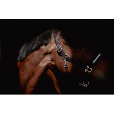 Halfter Pénélope Harmonie Halfter Pénélope Harmonie