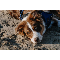 Hundegeschirr RIDING WORLD – Simba Marine Marineblau