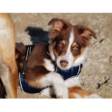 Hundegeschirr RIDING WORLD – Simba Marine Marineblau