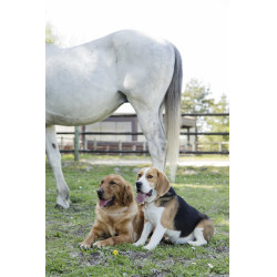 Lederhalsband Diego & Louna für Hunde Natürlich Braun Lederhalsband Diego & Louna für Hunde Natürlich Braun