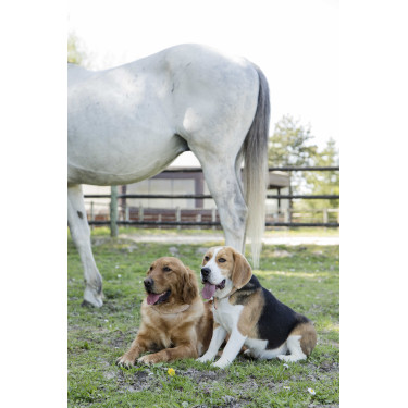 Lederhalsband Diego & Louna für Hunde Natürlich Braun Lederhalsband Diego & Louna für Hunde Natürlich Braun