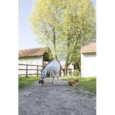 Lederhalsband Diego & Louna für Hunde Natürlich Braun Lederhalsband Diego & Louna für Hunde Natürlich Braun