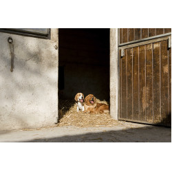 Lederhalsband Diego & Louna für Hunde Natürlich Braun Lederhalsband Diego & Louna für Hunde Natürlich Braun